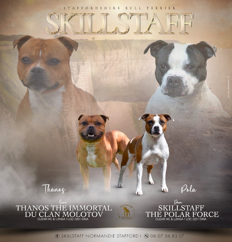 chiot Staffordshire Bull Terrier Skillstaff