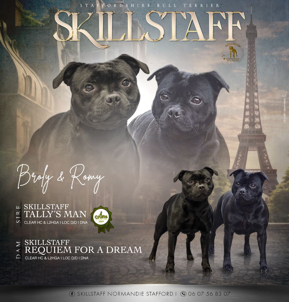 chiot Staffordshire Bull Terrier Skillstaff