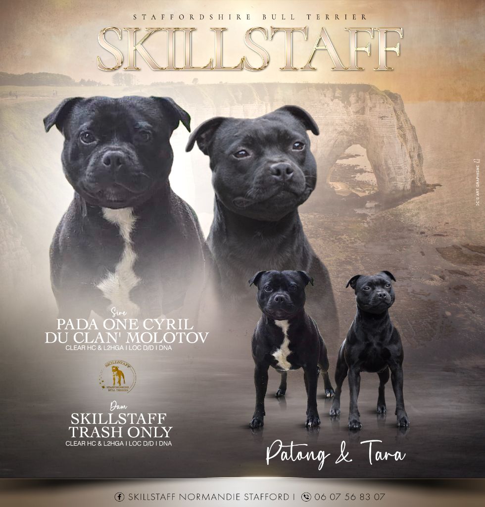 Skillstaff - Chiot disponible  - Staffordshire Bull Terrier