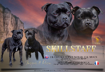 Skillstaff - Staffordshire Bull Terrier - Portée née le 26/01/2024