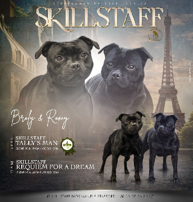 Skillstaff - Staffordshire Bull Terrier - Portée née le 17/01/2025