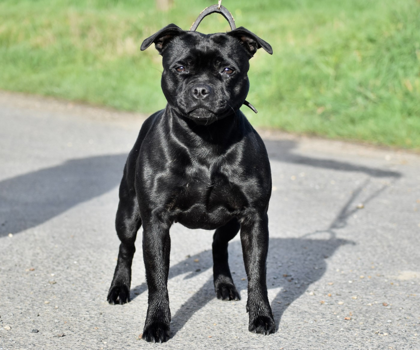 Skillstaff U'fuck me i'm famous