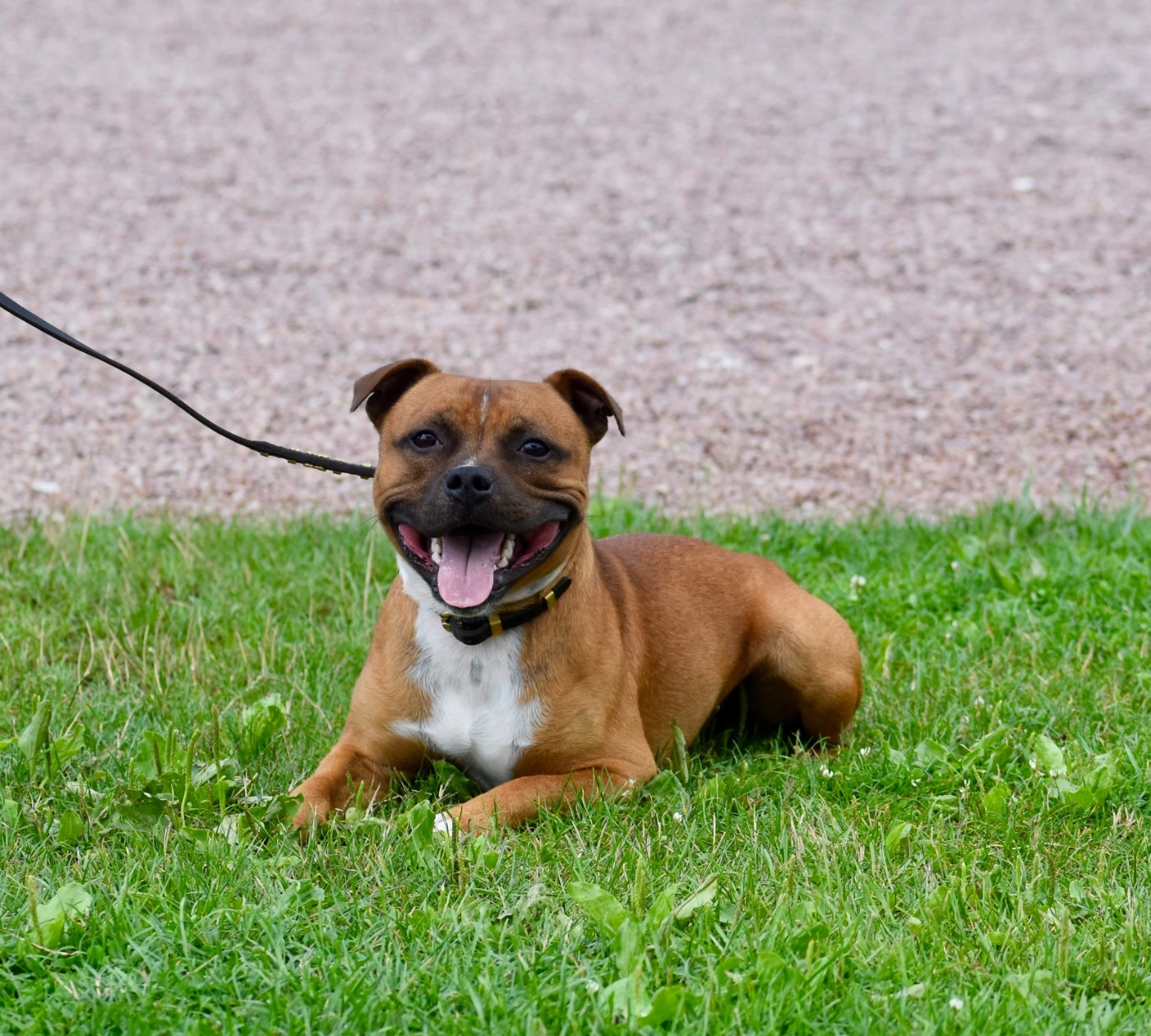 Skillstaff VICTOR HUGO