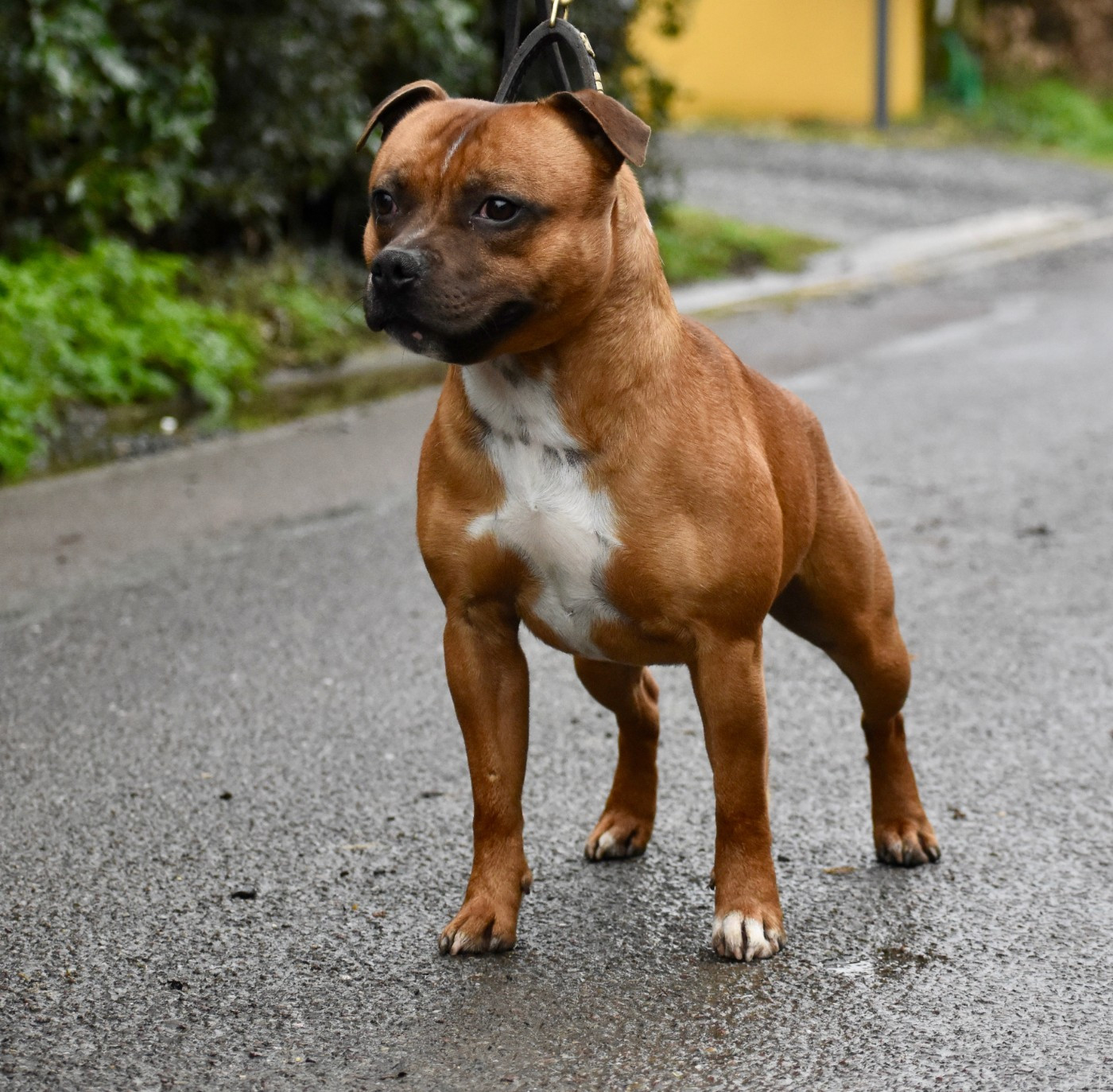 Skillstaff VICTOR HUGO