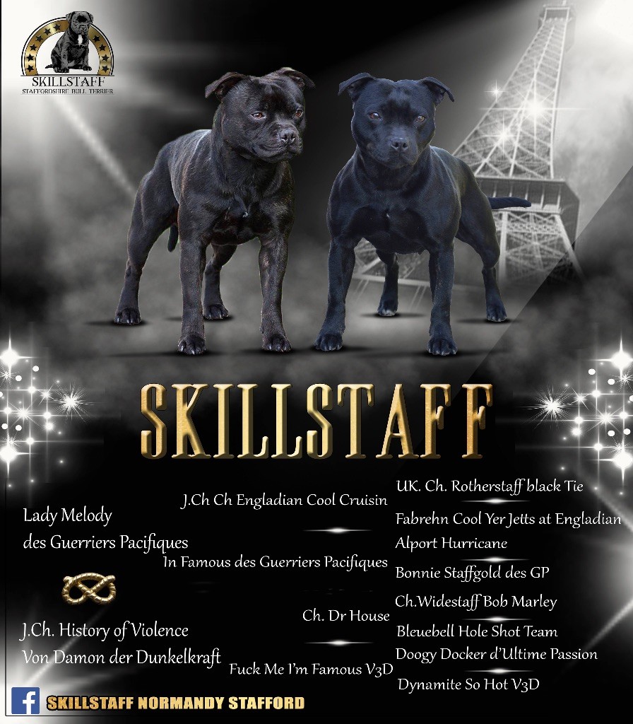 Chiot Staffordshire Bull Terrier Skillstaff