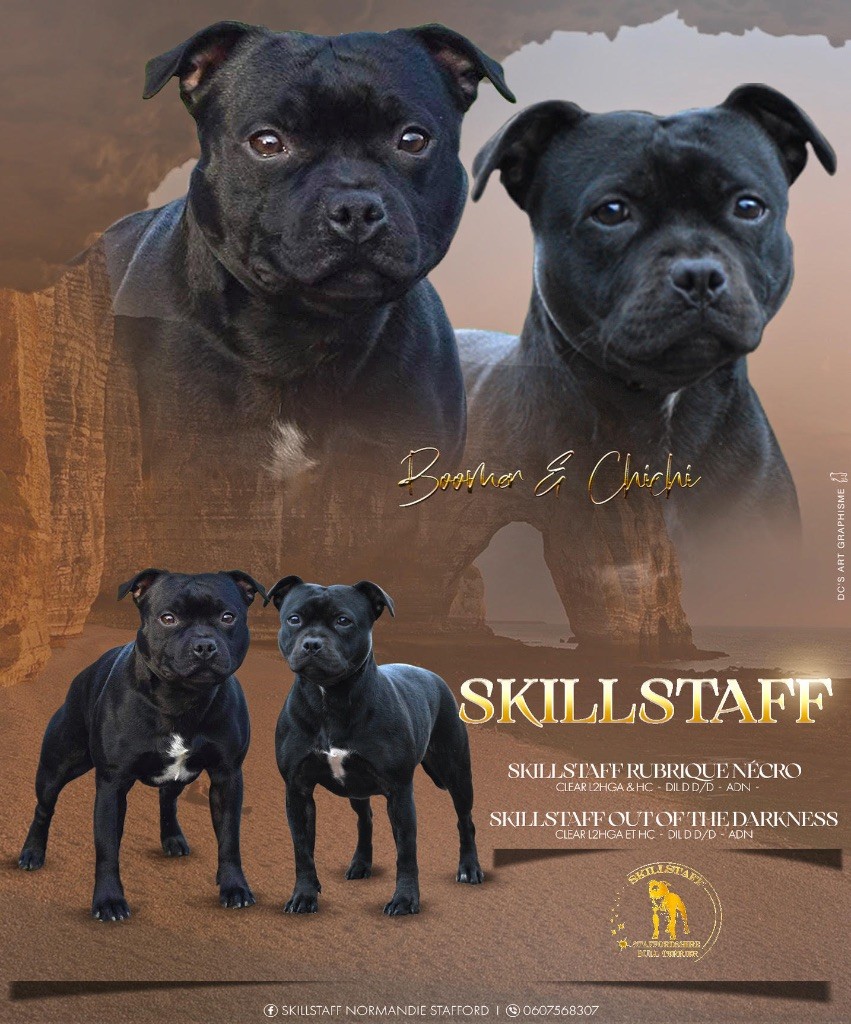 Chiot Staffordshire Bull Terrier Skillstaff