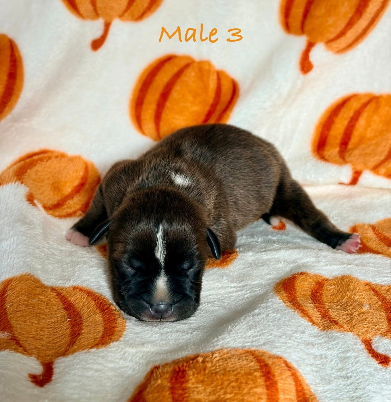 Skillstaff - Chiots disponibles - Staffordshire Bull Terrier