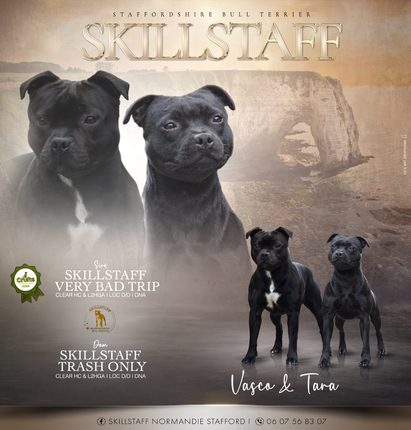Chiot Staffordshire Bull Terrier Skillstaff