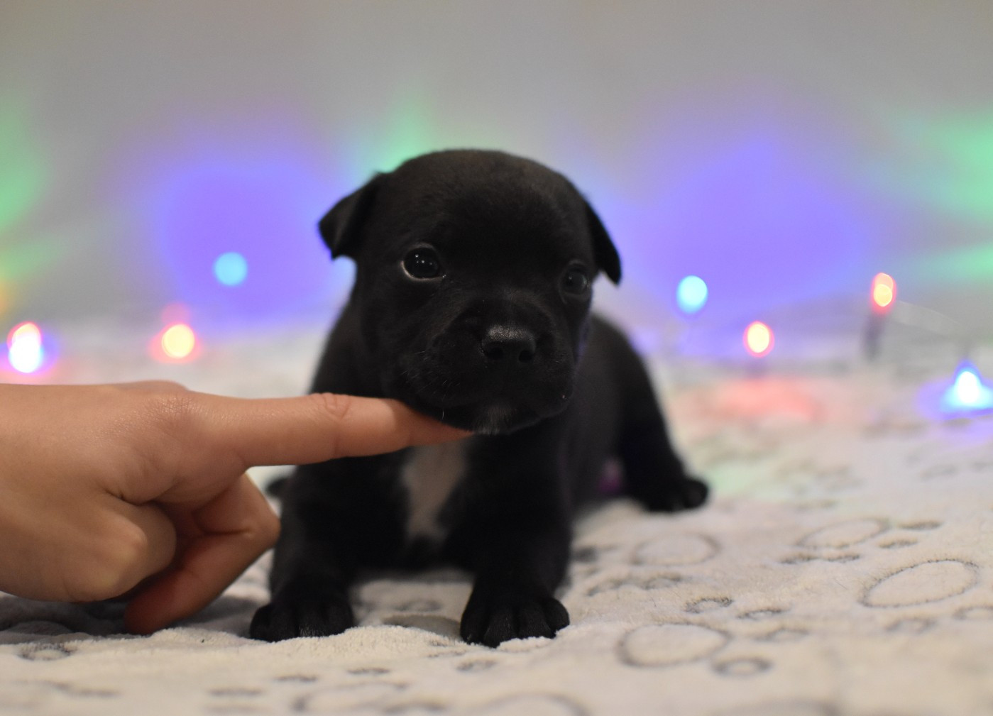 Skillstaff - Chiots disponibles - Staffordshire Bull Terrier