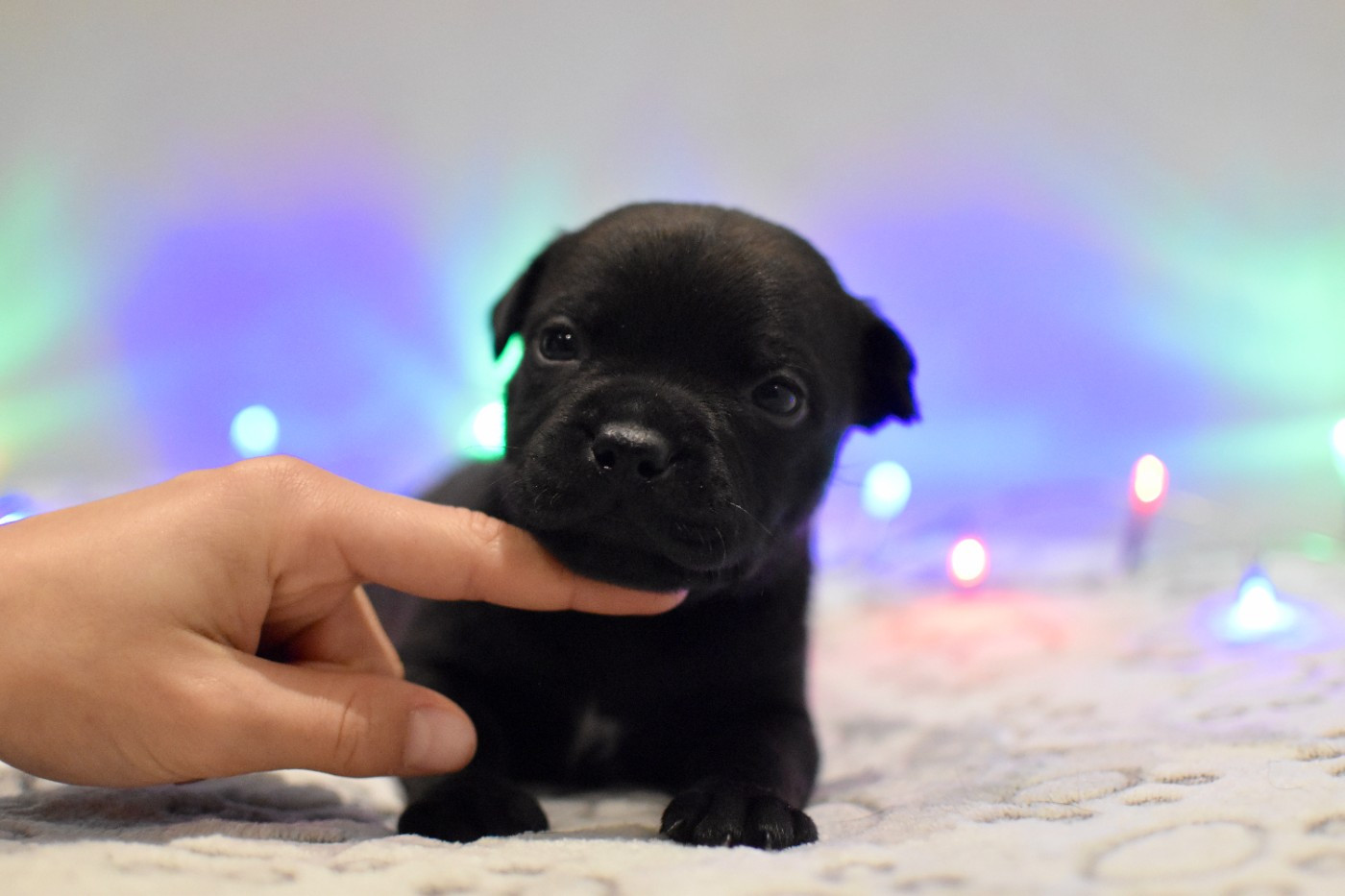 Skillstaff - Chiots disponibles - Staffordshire Bull Terrier