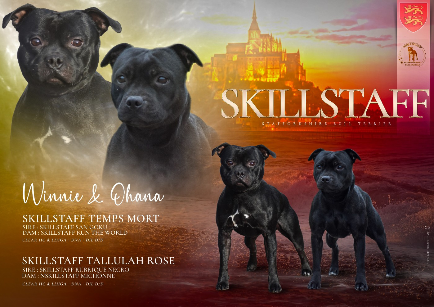 Skillstaff - Staffordshire Bull Terrier - Portée née le 21/01/2026