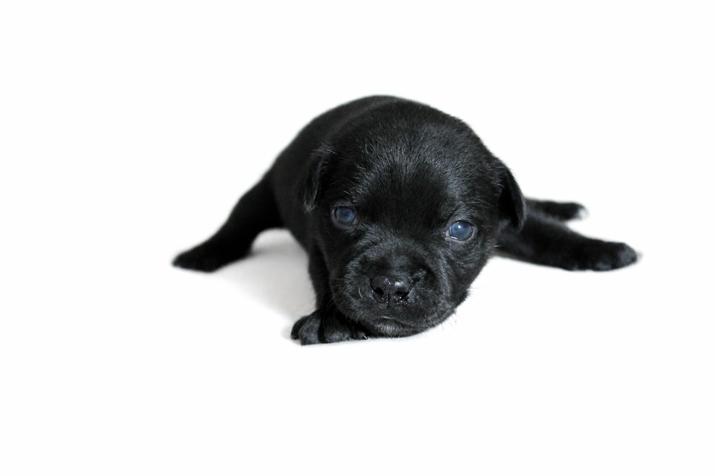 Skillstaff - Chiots disponibles - Staffordshire Bull Terrier