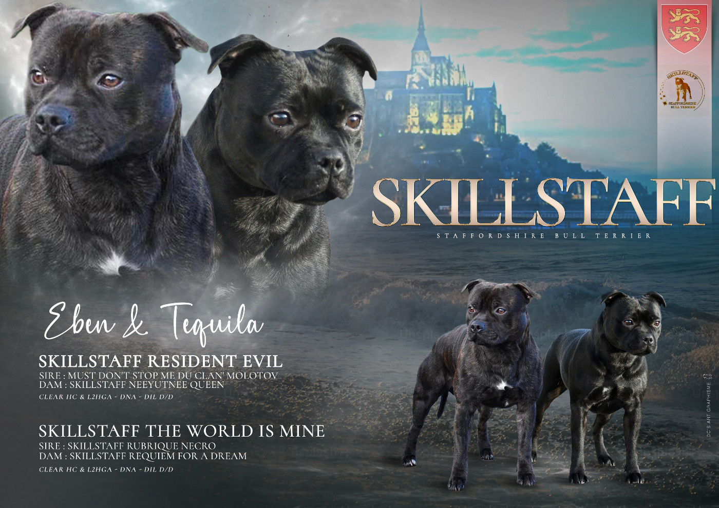 Chiot Staffordshire Bull Terrier Skillstaff