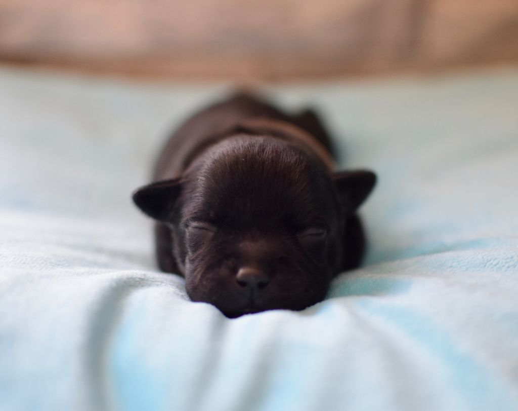 Skillstaff - Chiots disponibles - Staffordshire Bull Terrier
