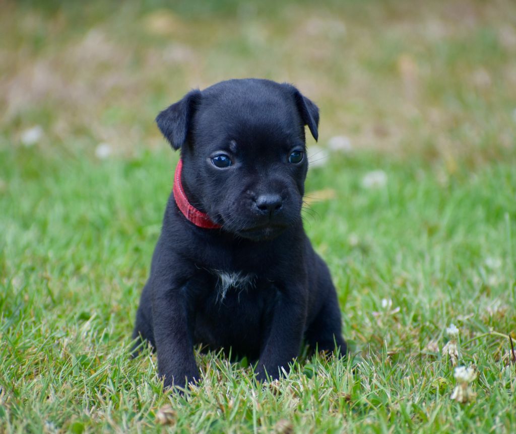 Skillstaff - Chiots disponibles - Staffordshire Bull Terrier