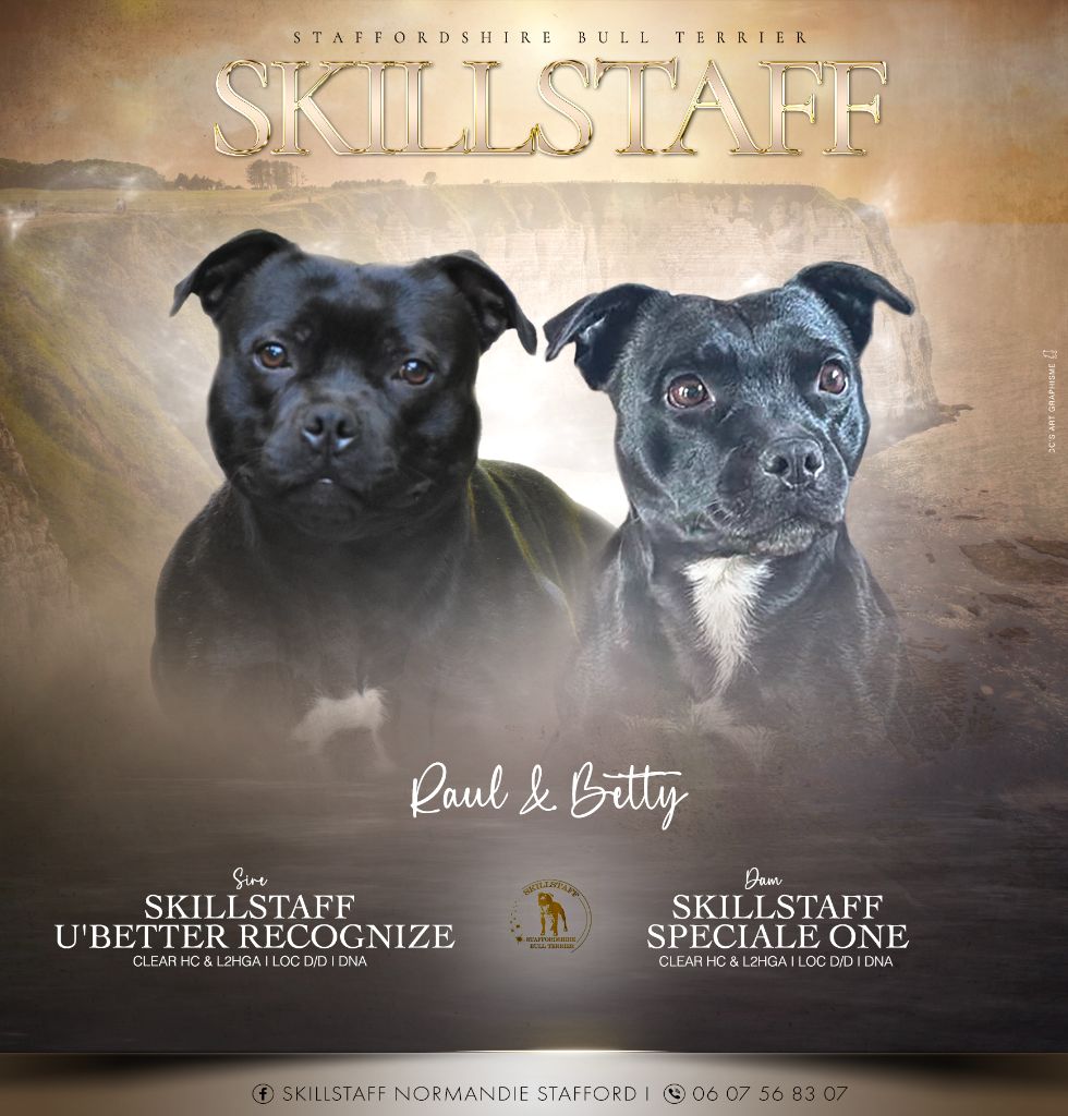 Chiot Staffordshire Bull Terrier Skillstaff