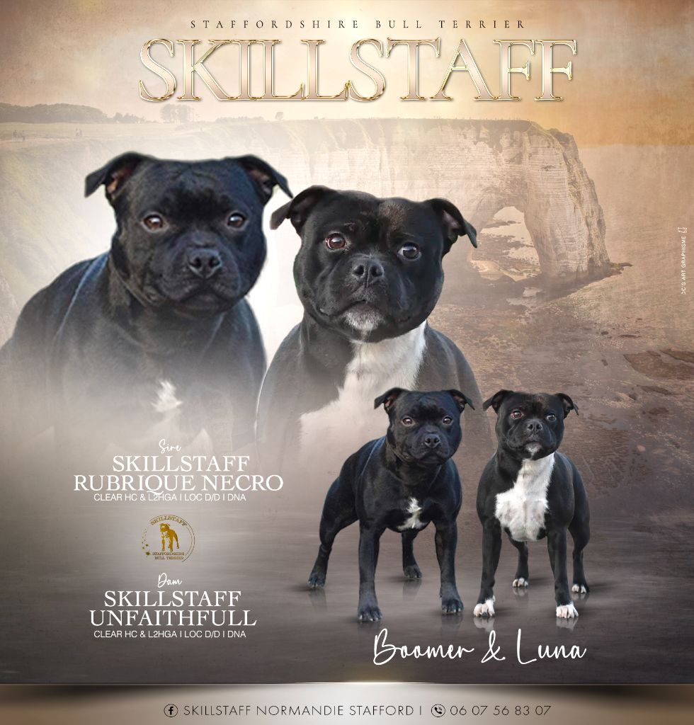 Chiot Staffordshire Bull Terrier Skillstaff