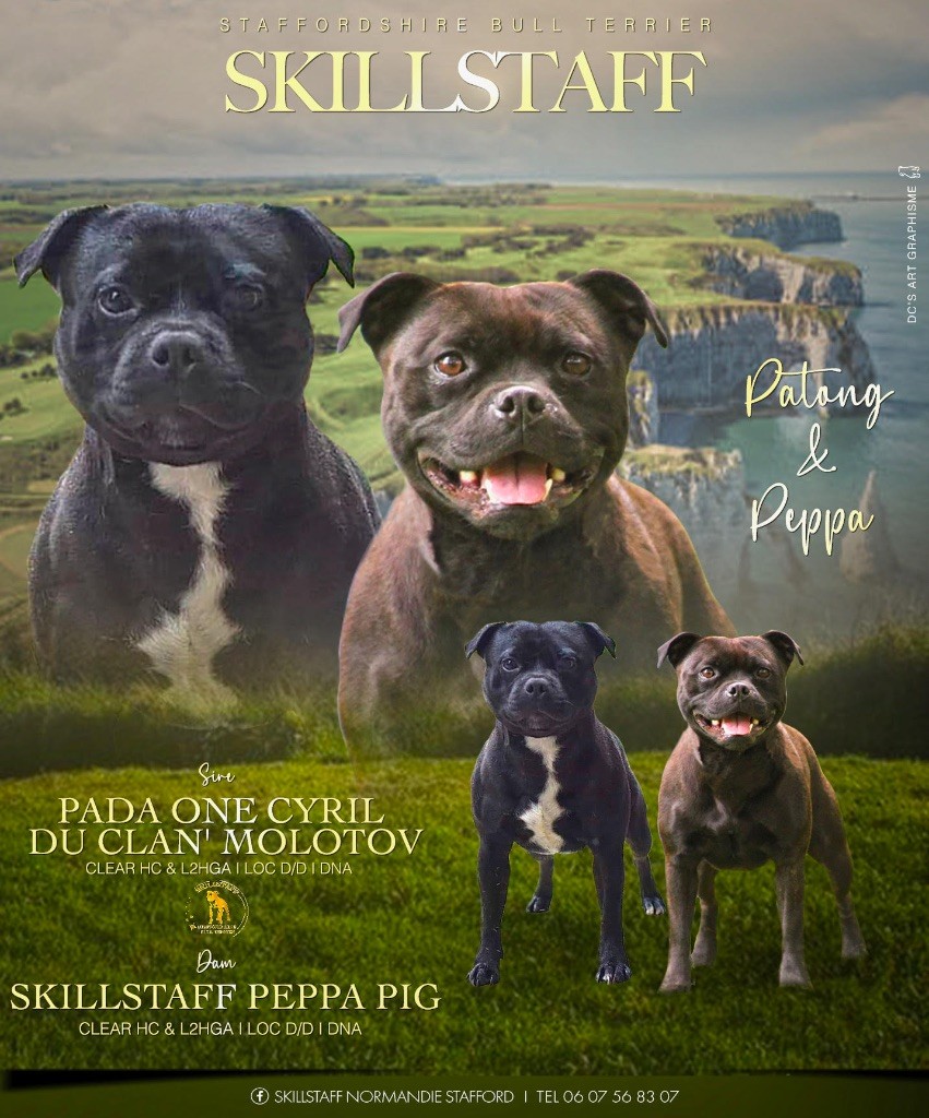 Chiot Staffordshire Bull Terrier Skillstaff