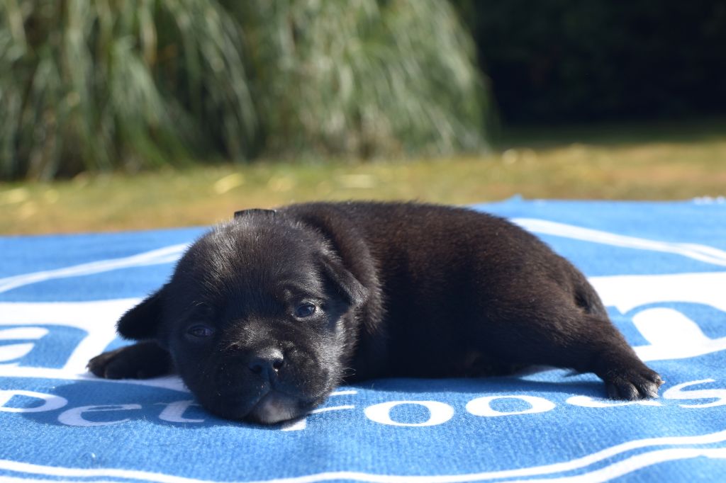 Skillstaff - Chiots disponibles - Staffordshire Bull Terrier