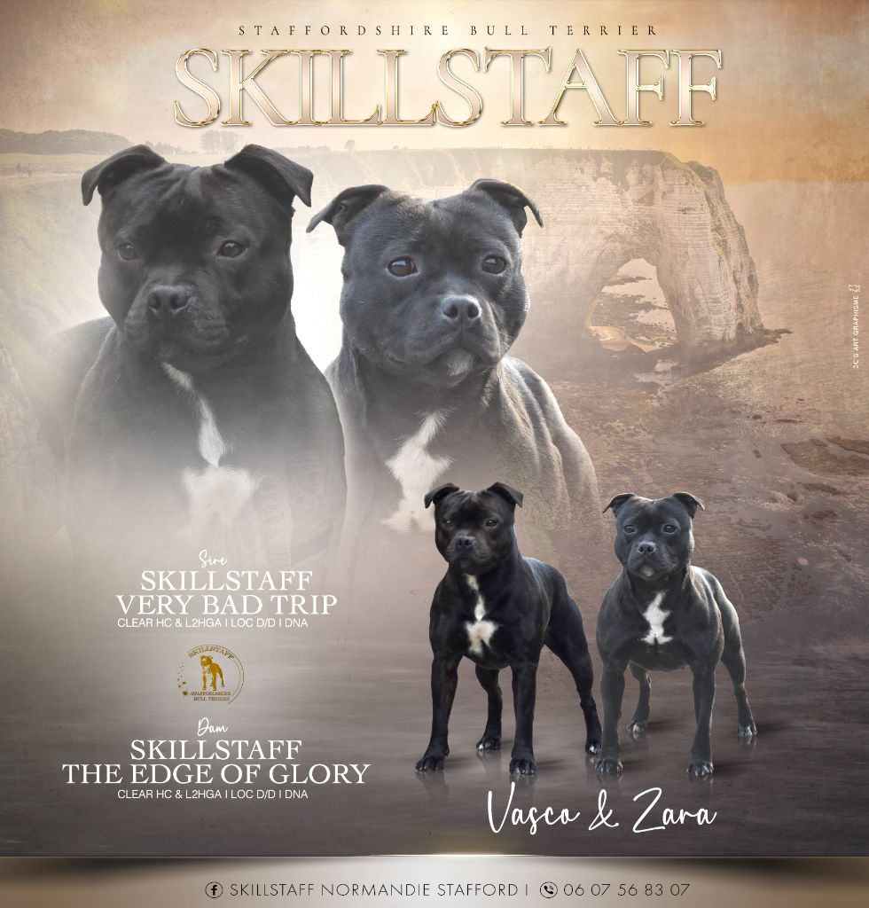 Skillstaff - Staffordshire Bull Terrier - Portée née le 10/08/2025