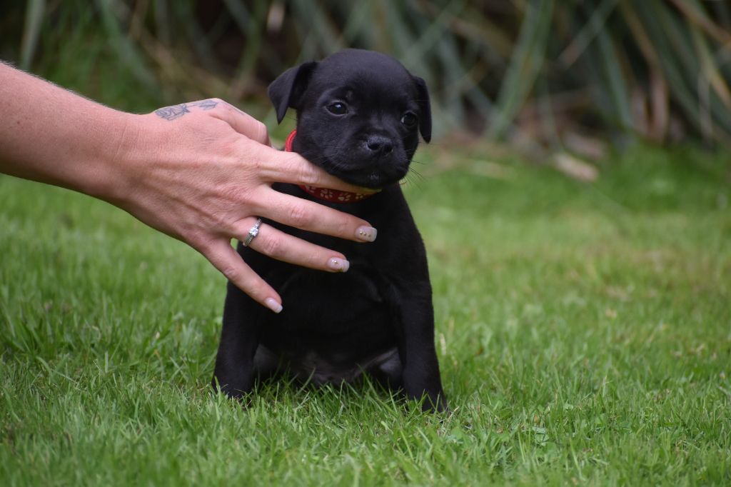 Skillstaff - Chiots disponibles - Staffordshire Bull Terrier