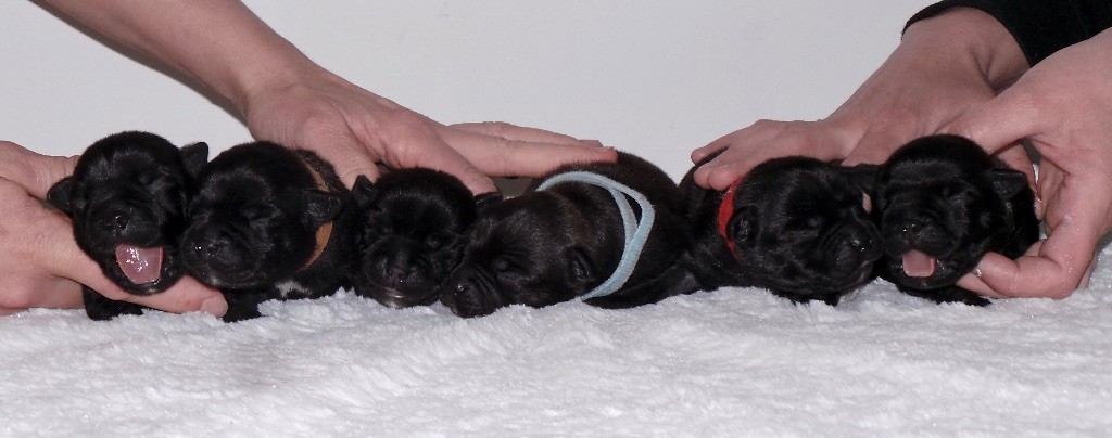 Chiot Staffordshire Bull Terrier Skillstaff