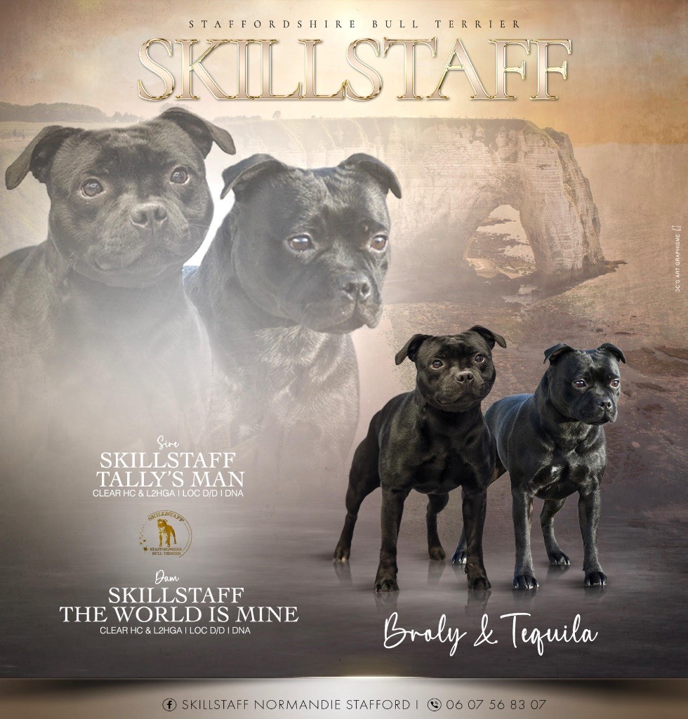 Chiot Staffordshire Bull Terrier Skillstaff