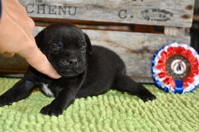 CHIOT