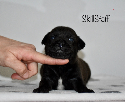 CHIOT