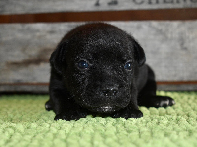 CHIOT