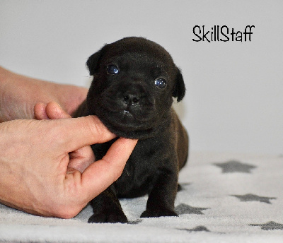 CHIOT