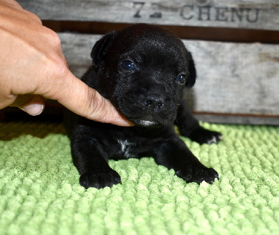 CHIOT