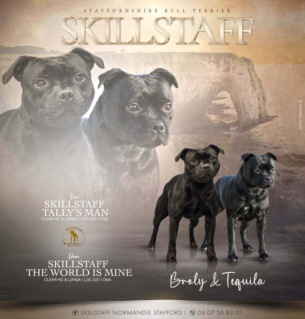 Chiot Staffordshire Bull Terrier Skillstaff