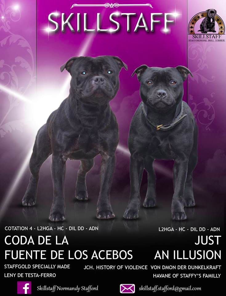 Chiot Staffordshire Bull Terrier Skillstaff
