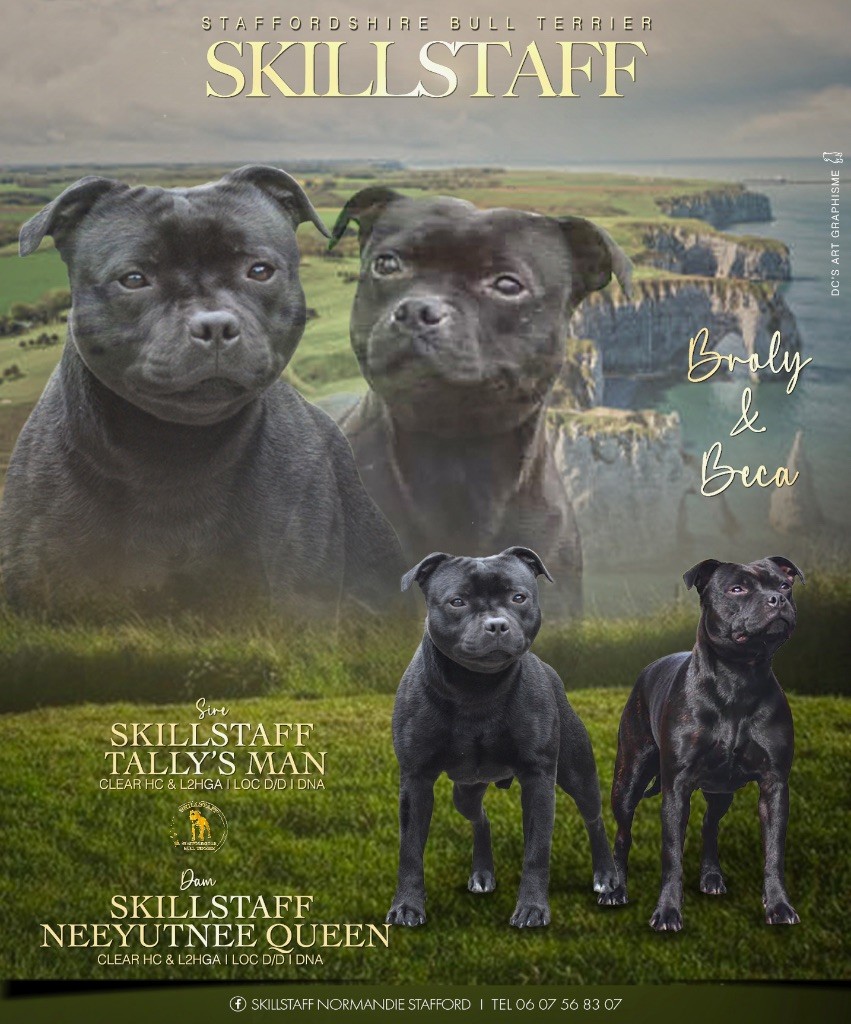 Chiot Staffordshire Bull Terrier Skillstaff
