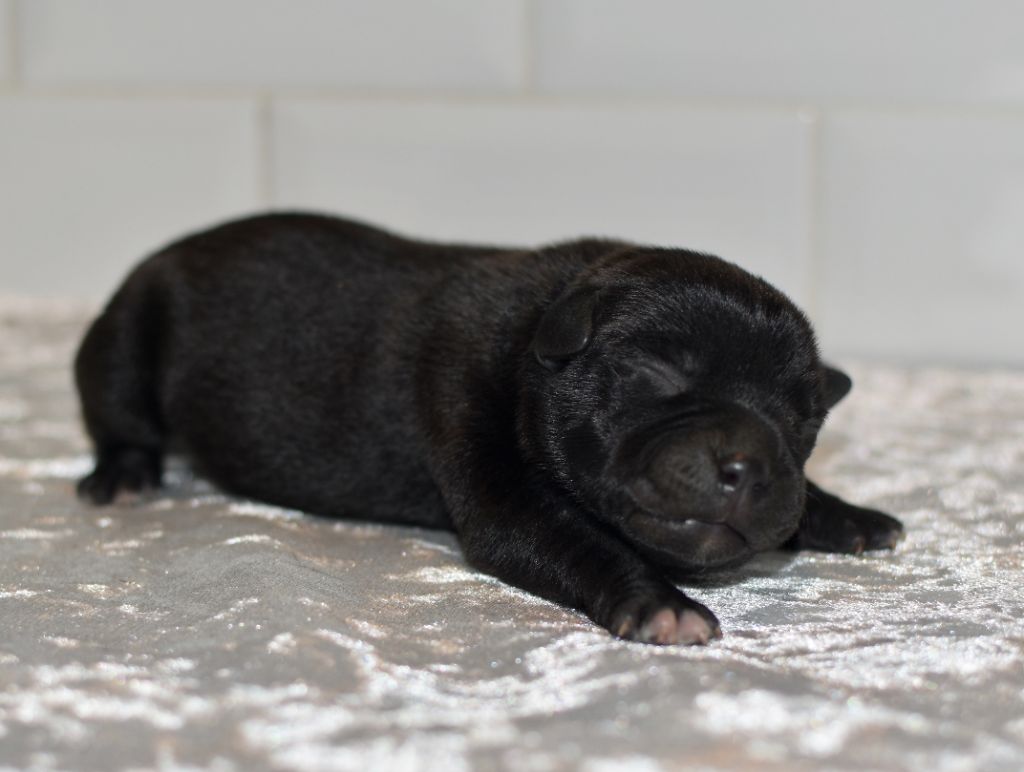 Skillstaff - Chiots disponibles - Staffordshire Bull Terrier