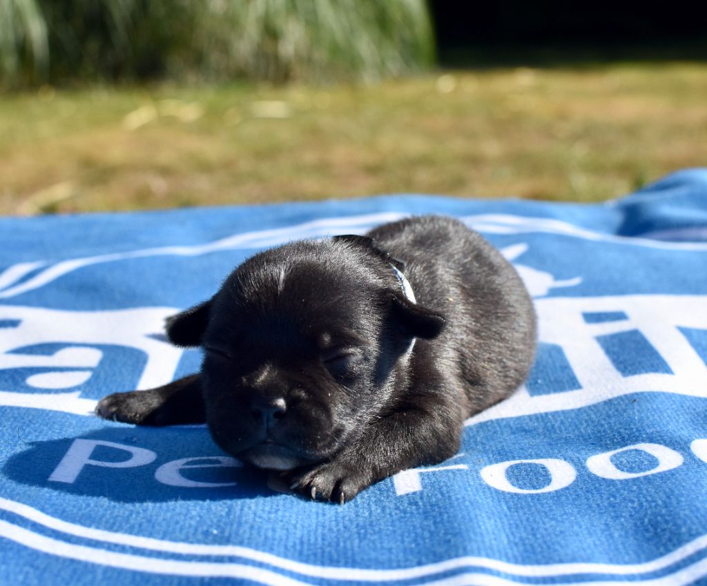 Skillstaff - Chiots disponibles - Staffordshire Bull Terrier