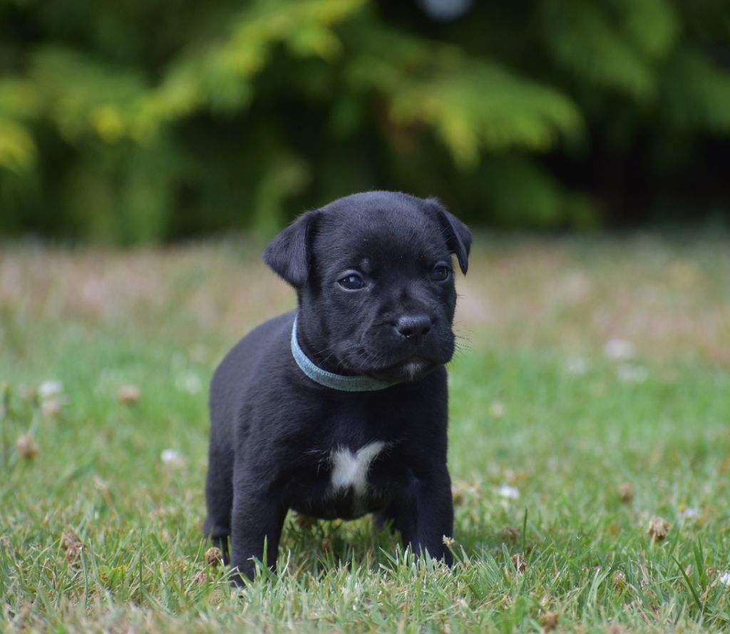 Skillstaff - Chiots disponibles - Staffordshire Bull Terrier