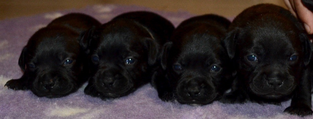 Chiot Staffordshire Bull Terrier Skillstaff