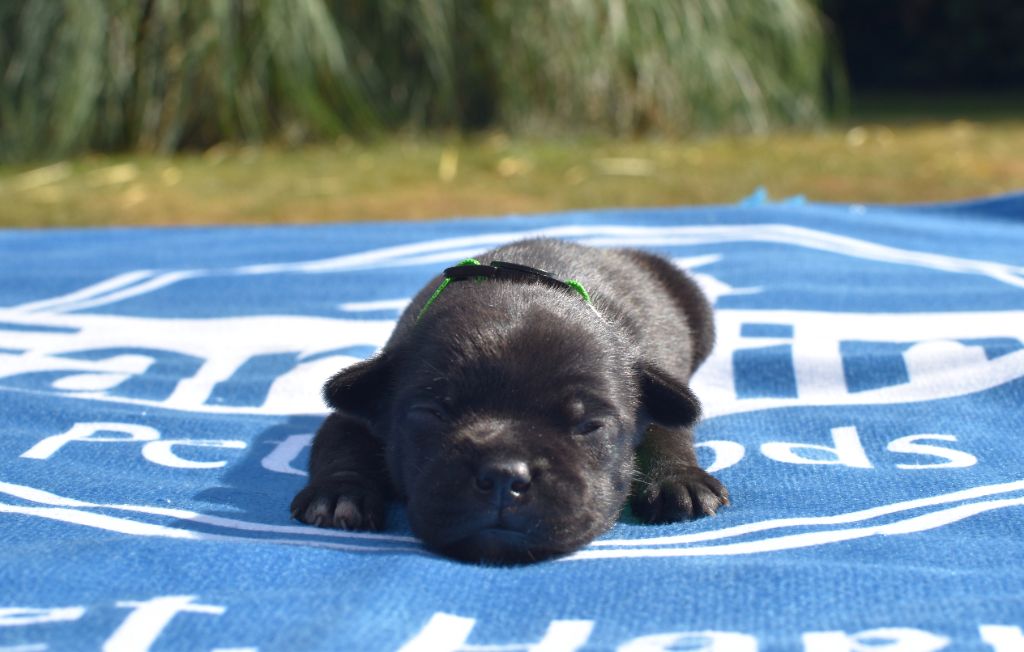 Skillstaff - Chiots disponibles - Staffordshire Bull Terrier