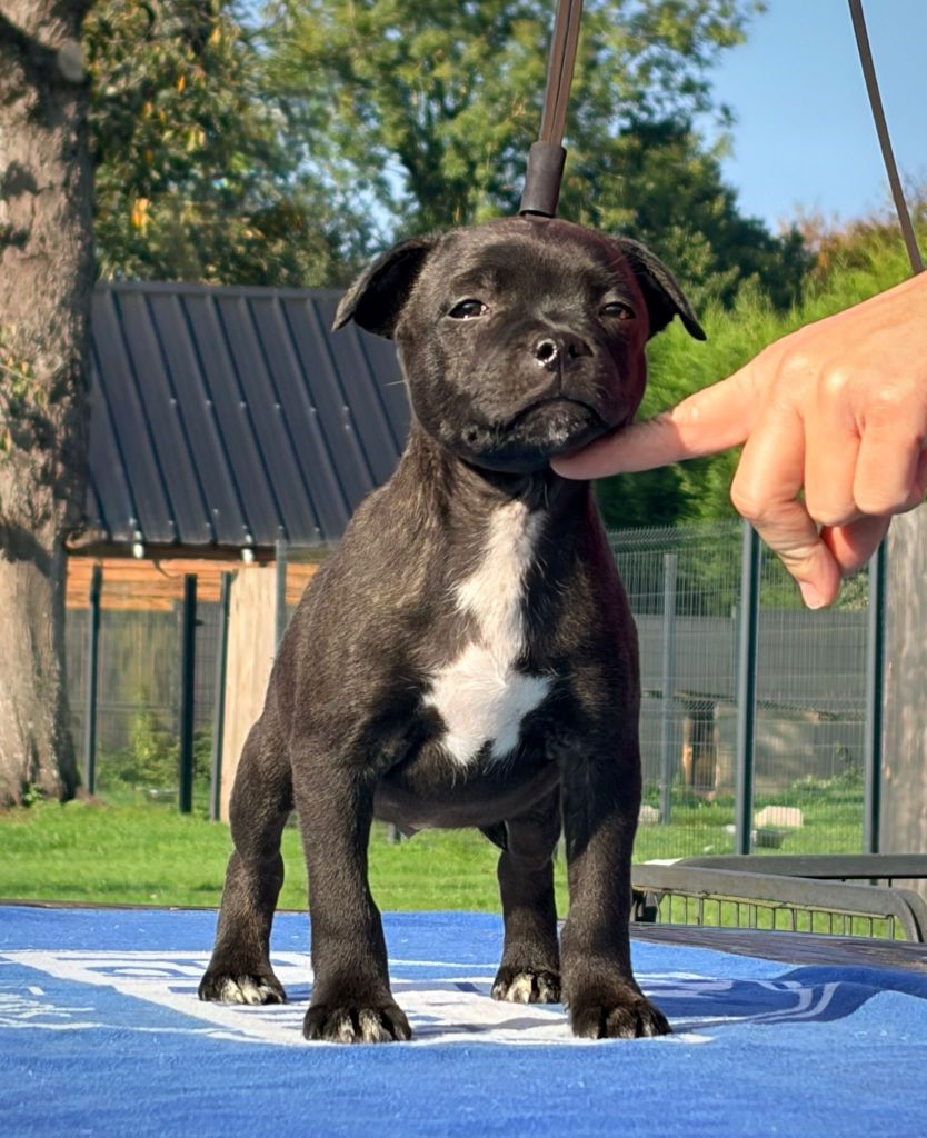 Skillstaff - Chiots disponibles - Staffordshire Bull Terrier