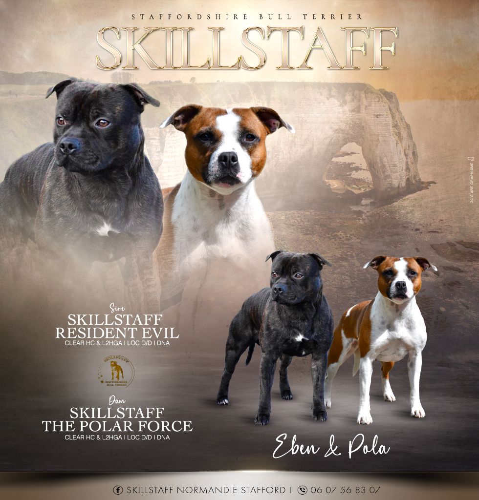 Chiot Staffordshire Bull Terrier Skillstaff