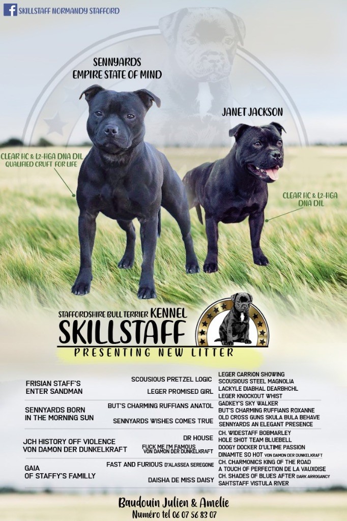 Chiot Staffordshire Bull Terrier Skillstaff