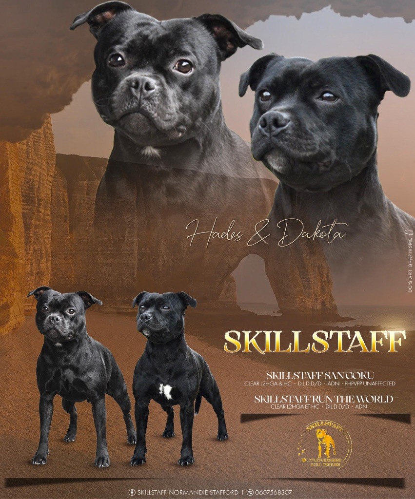 Chiot Staffordshire Bull Terrier Skillstaff