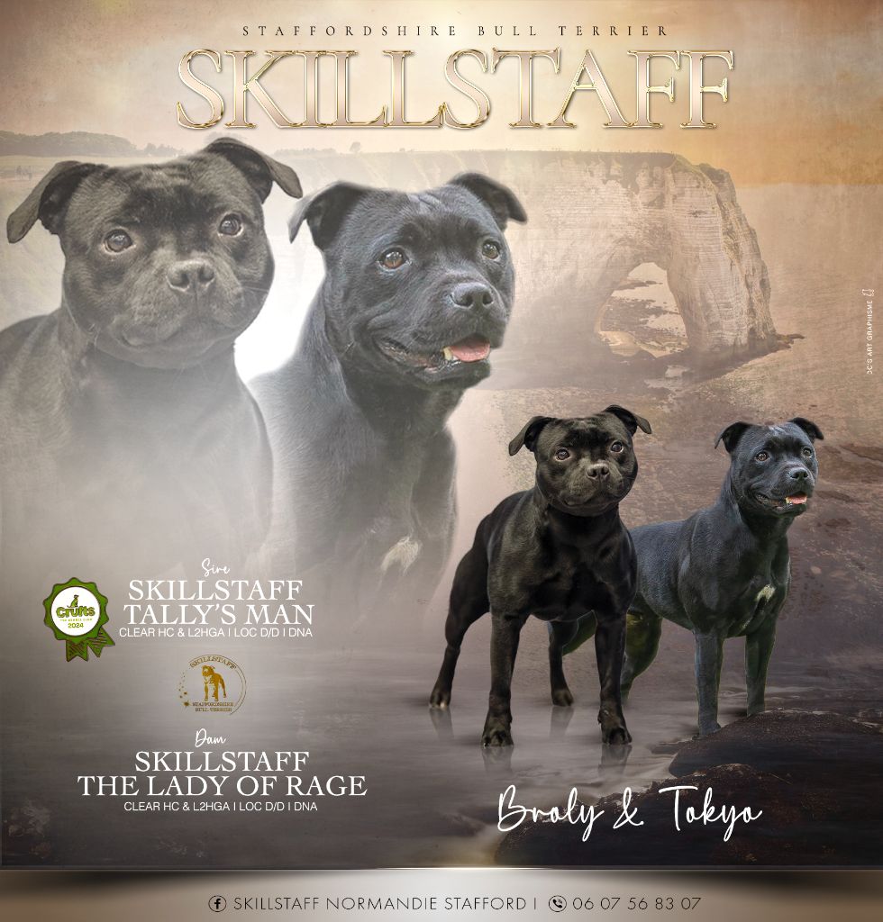 Chiot Staffordshire Bull Terrier Skillstaff